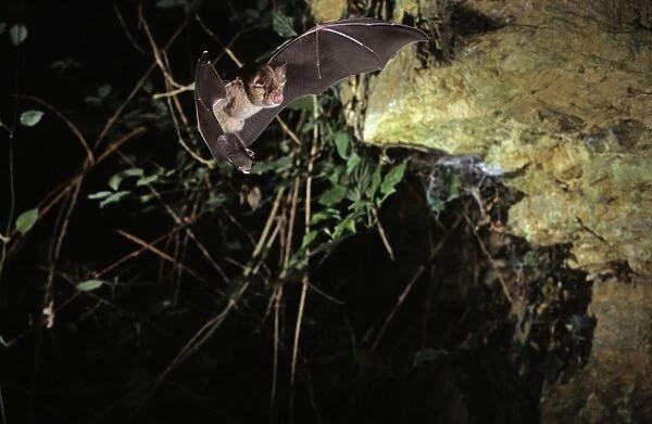 Greater horseshoe bat flying into a cave ( old iron mine) post breading season ( end of august) French jura