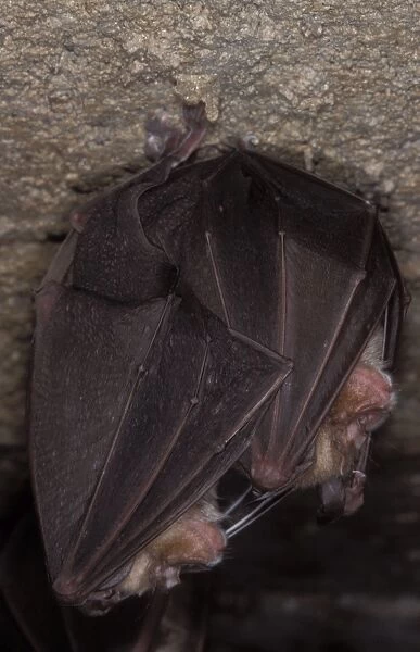 Greater Horseshoe Bat - hibernation at cave - Argonne - France