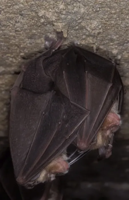 Framed Print : Greater Horseshoe Bat - hibernation at cave - Argonne - France Framed Print : Greater Horseshoe Bat - hibernation at cave - Argonne - France