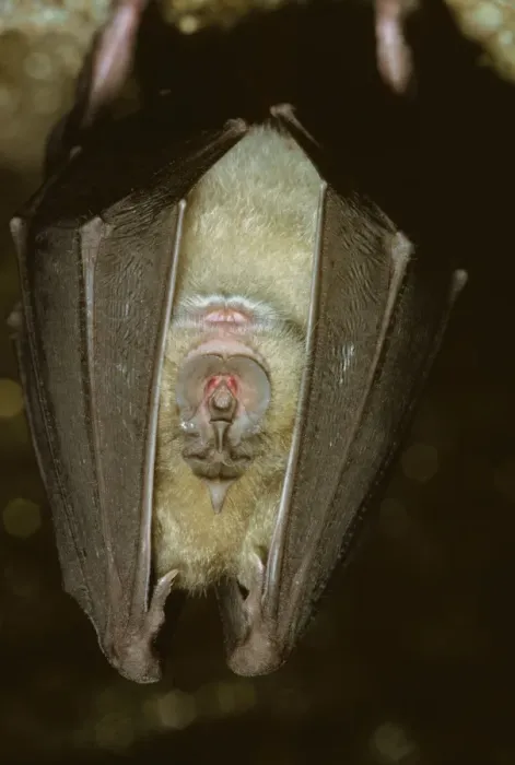 Framed Print : Greater Horseshoe Bat JLM 8587 Rhinolophus ferrumequinum © John Mason / ardea. com Framed Print : Greater Horseshoe Bat JLM 8587 Rhinolophus ferrumequinum © John Mason / ardea. com