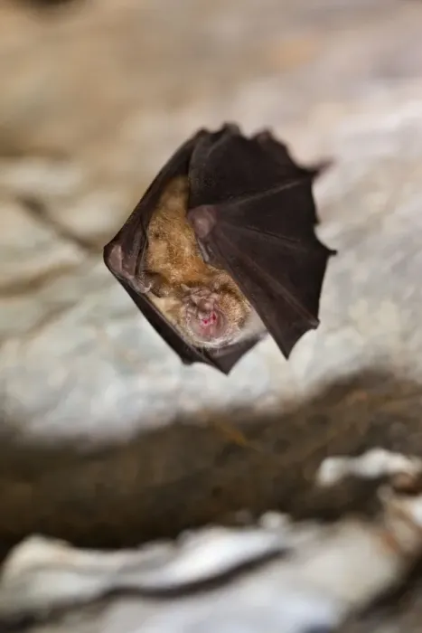 Framed Print : Greater Horseshoe Bat - at roost - UK Framed Print : Greater Horseshoe Bat - at roost - UK