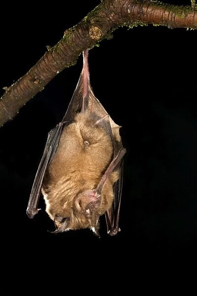 Greater Horseshoe Bat - UK