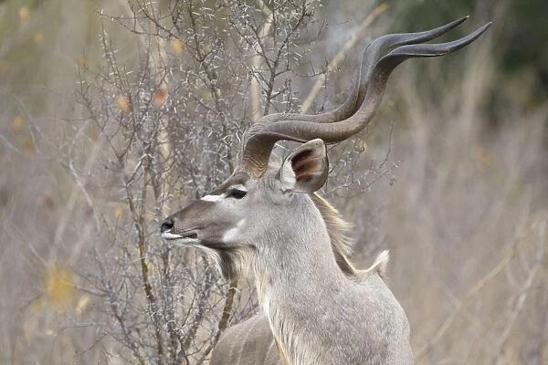 Greater Kudu - bull - Mala Mala Reserve - South Africa
