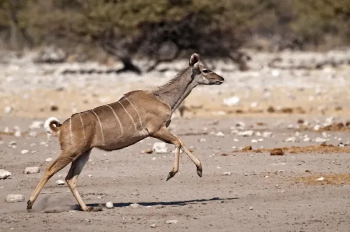 Framed Print : Greater Kudu - female running - Etosha National Park - Namibia Framed Print : Greater Kudu - female running - Etosha National Park - Namibia