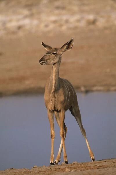 Greater Kudu - Female at waterhole - Etosha National Park, Namibia, Africa MA001156