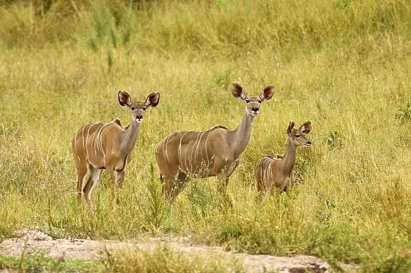 Greater Kudu - Two females with one young approaching water hole - Okavango - Botswana