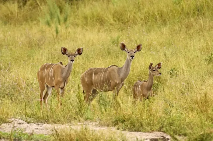 Framed Print : Greater Kudu - Two females with one young approaching water hole - Okavango - Botswana Framed Print : Greater Kudu - Two females with one young approaching water hole - Okavango - Botswana