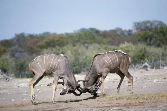 Framed Print : Greater Kudu - fighting Etosha National Park, Namibia, Africa Framed Print : Greater Kudu - fighting Etosha National Park, Namibia, Africa