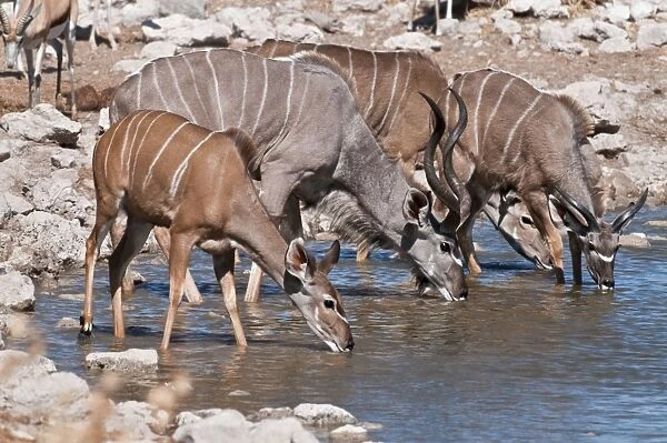 Greater kudu - group drinking at water hole - Etosha National Park - Namibia