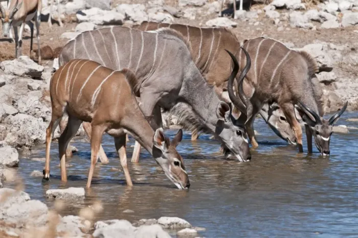 Framed Print : Greater kudu - group drinking at water hole - Etosha National Park - Namibia Framed Print : Greater kudu - group drinking at water hole - Etosha National Park - Namibia