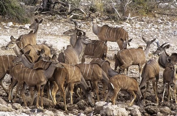 Greater Kudu - group Etosha National Park Namibia Africa