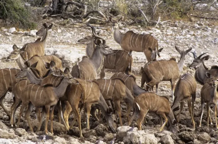 Framed Print : Greater Kudu - group Etosha National Park Namibia Africa Framed Print : Greater Kudu - group Etosha National Park Namibia Africa