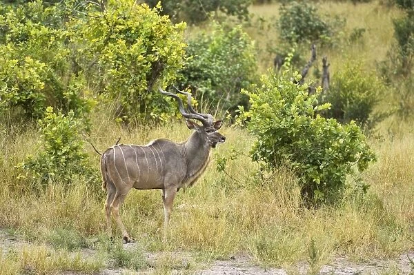 Greater Kudu - Male standing at edge of scrub - Okavango - Botswana