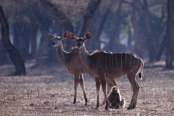 Greater Kudu - Mana Pools - Zimbabwe