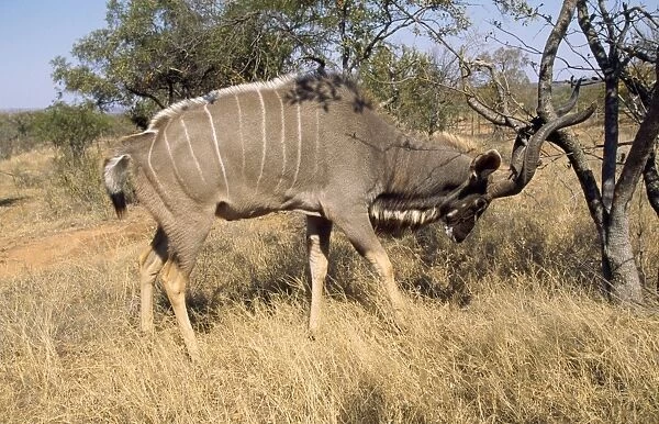 Greater Kudu South Africa