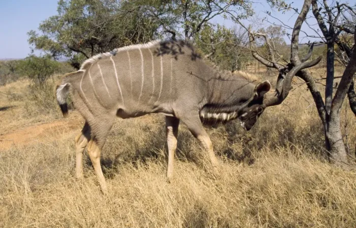 Framed Print : Greater Kudu South Africa Framed Print : Greater Kudu South Africa
