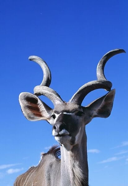 Greater Kudu WAT 6343 Tragelaphus strepsiceros © M. Watson  /  ARDEA LONDON