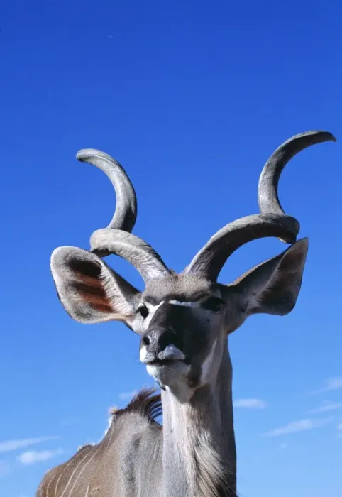Framed Print : Greater Kudu WAT 6343 Tragelaphus strepsiceros © M. Watson / ARDEA LONDON Framed Print : Greater Kudu WAT 6343 Tragelaphus strepsiceros © M. Watson / ARDEA LONDON