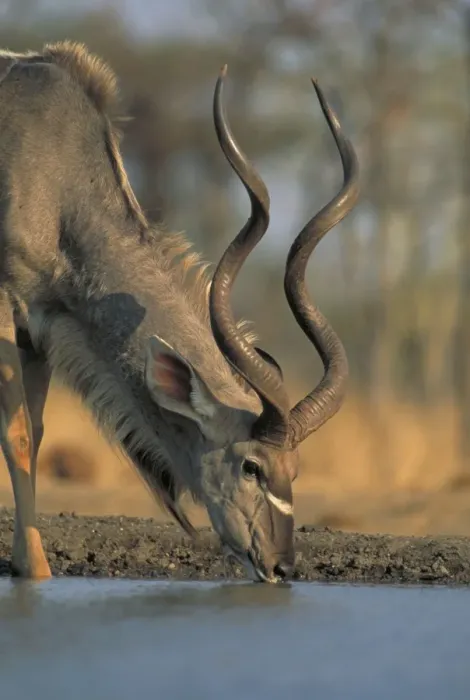 Framed Print : Greater Kudu - Zimbabwe, Africa - Drinking Framed Print : Greater Kudu - Zimbabwe, Africa - Drinking