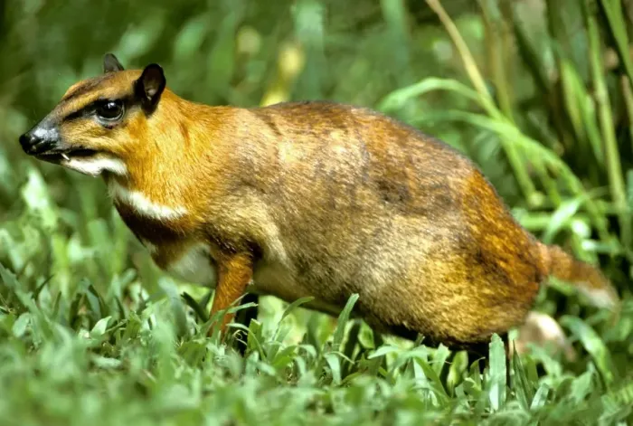 Framed Print : Greater mouse-deer - a nocturnal species. Sabah, Borneo, Malaysia JPF30022 Framed Print : Greater mouse-deer - a nocturnal species. Sabah, Borneo, Malaysia JPF30022