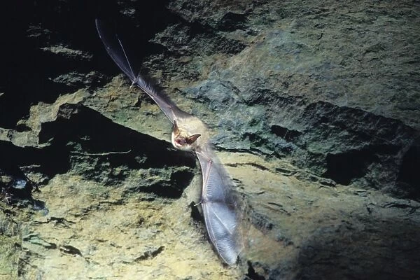 Greater mouse-eared bat flying out of a cave ( old iron mine) post breading season ( end of august) French jura, France