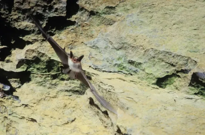 Framed Print : Greater mouse-eared bat flying out of a cave ( old iron mine) post breading season ( end of august) French jura, France Framed Print : Greater mouse-eared bat flying out of a cave ( old iron mine) post breading season ( end of august) French jura, France