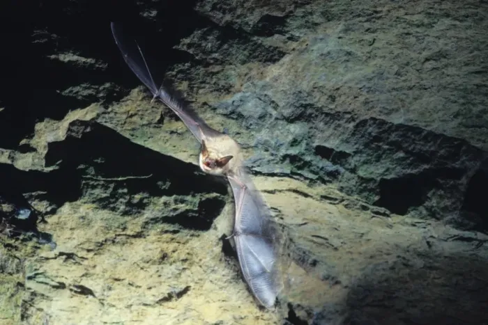 Framed Print : Greater mouse-eared bat flying out of a cave ( old iron mine) post breading season ( end of august) French jura, France Framed Print : Greater mouse-eared bat flying out of a cave ( old iron mine) post breading season ( end of august) French jura, France