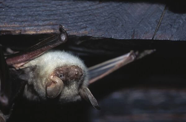 Greater mouse-eared bat - The last one to the sommer roost (loft) - December Swiss jura, Switzerland