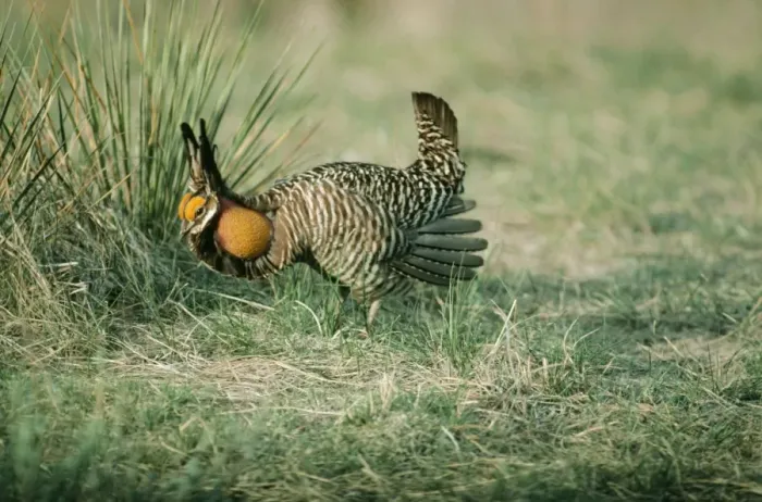 Framed Print : Greater Pinnated Grouse / Prairie Chicken Framed Print : Greater Pinnated Grouse / Prairie Chicken