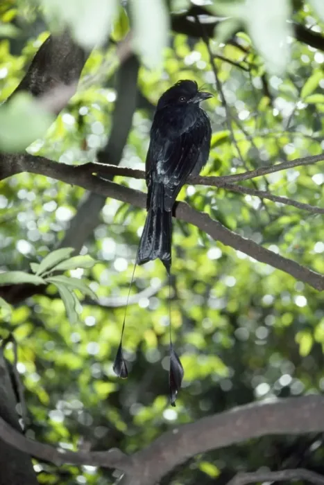 Framed Print : Greater Racket-tailed Drongo Framed Print : Greater Racket-tailed Drongo