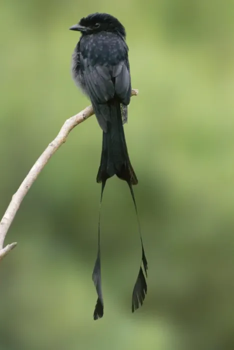 Framed Print : Greater Racket-tailed Drongo Framed Print : Greater Racket-tailed Drongo