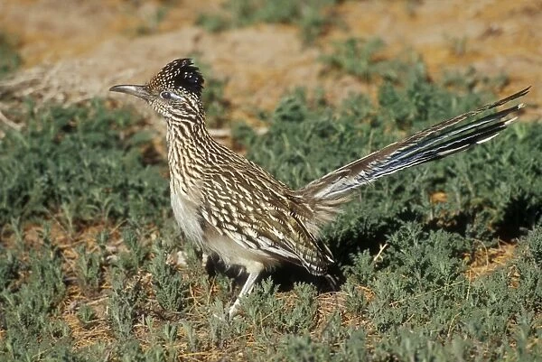 Greater Roadrunner Bosque del Apache, National Wildlife Refuge, New Mexico