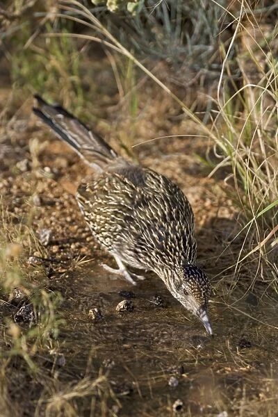 Greater Roadrunner - Drinking at pond - Large-crested-terrestrial bird of arid Southwest - Common in scrub desert and mesquite groves - Seldom flies -Eats lizards-snakes and insects Arizona USA