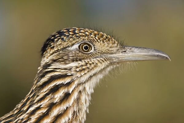 Greater Roadrunner - head shot - Large-crested-terrestrial bird of arid Southwest - Common in scrub desert and mesquite groves - Seldom flies -Eats lizards-snakes and insects Arizona
