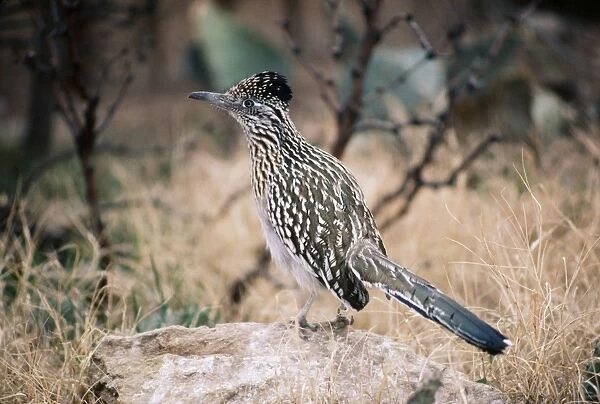 Greater Roadrunner KFO 305 South USA to South Mexico Geococcyx californianus © Kenneth W. Fink  /  ardea. com