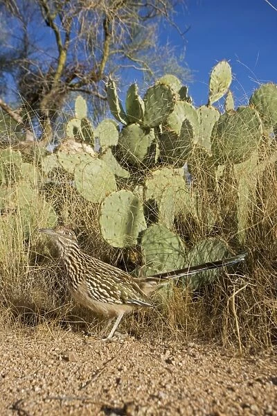 Greater Roadrunner - Large-crested-terrestrial bird of arid Southwest - Common in scrub desert and mesquite groves - Seldom flies -Eats lizards-snakes and insects Sonoran desert Arizona