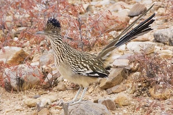 Greater Roadrunner - Large-crested-terrestrial bird of arid Southwest - Common in scrub desert and mesquite groves - Seldom flies -Eats lizards-snakes and insects Arizona USA