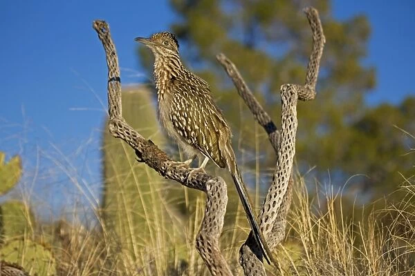 Greater Roadrunner - Large-crested-terrestrial bird of arid Southwest - Common in scrub desert and mesquite groves - Seldom flies -Eats lizards-snakes and insects Arizona USA