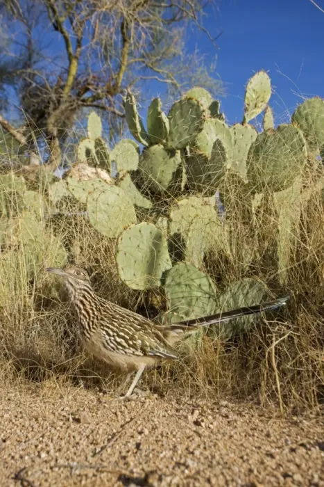 Framed Print : Greater Roadrunner - Large-crested-terrestrial bird of arid Southwest - Common in scrub desert and mesquite groves - Seldom flies -Eats lizards-snakes and insects Sonoran desert Arizona Framed Print : Greater Roadrunner - Large-crested-terrestrial bird of arid Southwest - Common in scrub desert and mesquite groves - Seldom flies -Eats lizards-snakes and insects Sonoran desert Arizona