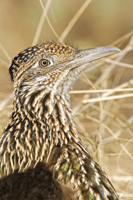 Framed Print : Greater Roadrunner - Large-crested-terrestrial bird of arid Southwest - Common in scrub desert and mesquite groves - Seldom flies -Eats lizards-snakes and insects Arizona USA Framed Print : Greater Roadrunner - Large-crested-terrestrial bird of arid Southwest - Common in scrub desert and mesquite groves - Seldom flies -Eats lizards-snakes and insects Arizona USA