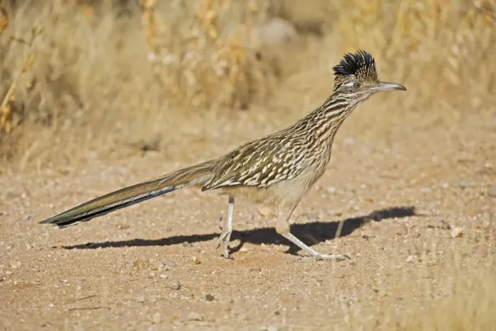 Framed Print : Greater Roadrunner - Large-crested-terrestrial bird of arid Southwest - Common in scrub desert and mesquite groves - Seldom flies -Eats lizards-snakes and insects Arizona USA Framed Print : Greater Roadrunner - Large-crested-terrestrial bird of arid Southwest - Common in scrub desert and mesquite groves - Seldom flies -Eats lizards-snakes and insects Arizona USA