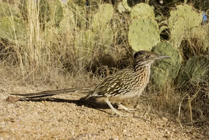 Framed Print : Greater Roadrunner - Large-crested-terrestrial bird of arid Southwest - Common in scrub desert and mesquite groves - Seldom flies -Eats lizards-snakes and insects Arizona USA Framed Print : Greater Roadrunner - Large-crested-terrestrial bird of arid Southwest - Common in scrub desert and mesquite groves - Seldom flies -Eats lizards-snakes and insects Arizona USA