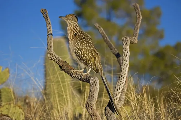 Framed Print : Greater Roadrunner - Large-crested-terrestrial bird of arid Southwest - Common in scrub desert and mesquite groves - Seldom flies -Eats lizards-snakes and insects Arizona USA Framed Print : Greater Roadrunner - Large-crested-terrestrial bird of arid Southwest - Common in scrub desert and mesquite groves - Seldom flies -Eats lizards-snakes and insects Arizona USA