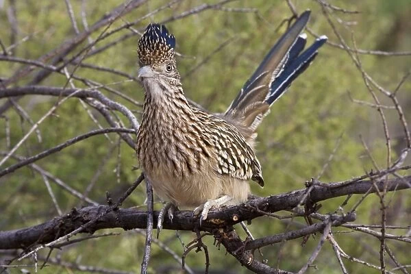 Greater Roadrunner - Perched on branch - With crest raised - Large-crested-terrestrial bird of arid Southwest - Common in scrub desert and mesquite groves - Seldom flies -Eats lizards-snakes and insects Arizona USA
