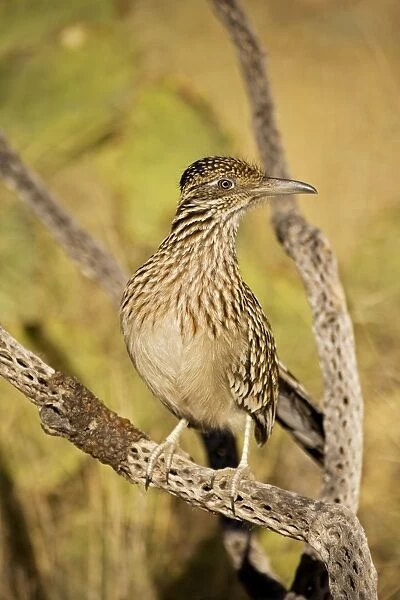 Greater Roadrunner - Perched on cholla cactus branch - Large-crested-terrestrial bird of arid Southwest - Common in scrub desert and mesquite groves - Seldom flies -Eats lizards-snakes and insects Arizona USA