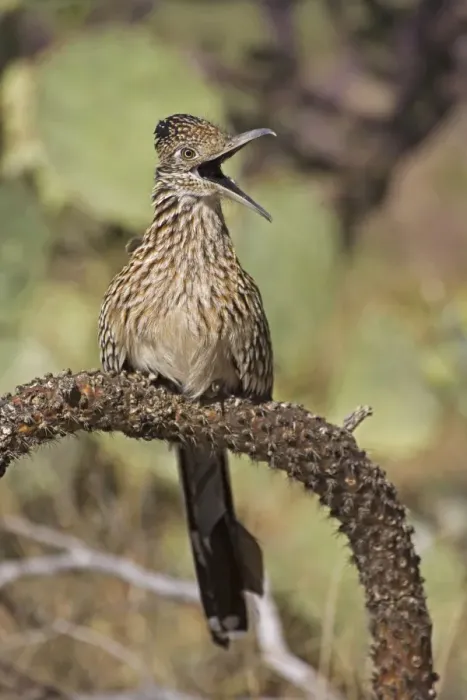 Framed Print : Greater Roadrunner - Perched on cholla cactus branch - With mouth wide open - Large-crested-terrestrial bird of arid Southwest - Common in scrub desert and mesquite groves - Seldom flies -Eats lizards-snakes and insects Arizona USA Framed Print : Greater Roadrunner - Perched on cholla cactus branch - With mouth wide open - Large-crested-terrestrial bird of arid Southwest - Common in scrub desert and mesquite groves - Seldom flies -Eats lizards-snakes and insects Arizona USA