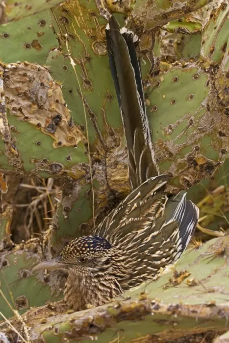 Framed Print : Greater Roadrunner - In prickly pear cactus - Large-crested-terrestrial bird of arid Southwest - Common in scrub desert and mesquite groves - Seldom flies -Eats lizards-snakes and insects Arizona USA Framed Print : Greater Roadrunner - In prickly pear cactus - Large-crested-terrestrial bird of arid Southwest - Common in scrub desert and mesquite groves - Seldom flies -Eats lizards-snakes and insects Arizona USA