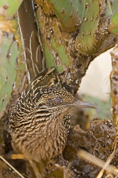Greater Roadrunner - Roosting in the evening in prickly pear cactus - Eyes closed - Large-crested-terrestrial bird of arid Southwest - Common in scrub desert and mesquite groves - Seldom flies -Eats lizards-snakes and insects Arizona USA