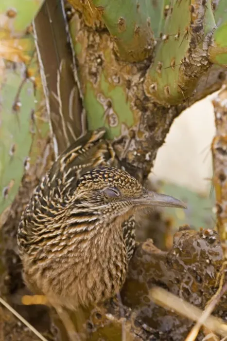 Framed Print : Greater Roadrunner - Roosting in the evening in prickly pear cactus - Eyes closed - Large-crested-terrestrial bird of arid Southwest - Common in scrub desert and mesquite groves - Seldom flies -Eats lizards-snakes and insects Arizona USA Framed Print : Greater Roadrunner - Roosting in the evening in prickly pear cactus - Eyes closed - Large-crested-terrestrial bird of arid Southwest - Common in scrub desert and mesquite groves - Seldom flies -Eats lizards-snakes and insects Arizona USA