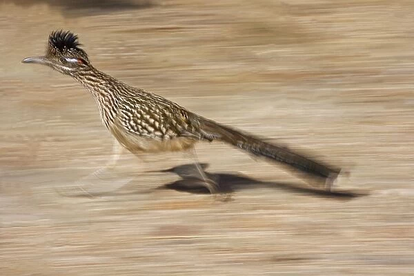 Greater Roadrunner - Running - Large-crested-terrestrial bird of arid Southwest - Common in scrub desert and mesquite groves - Seldom flies -Eats lizards-snakes and insects Arizona USA
